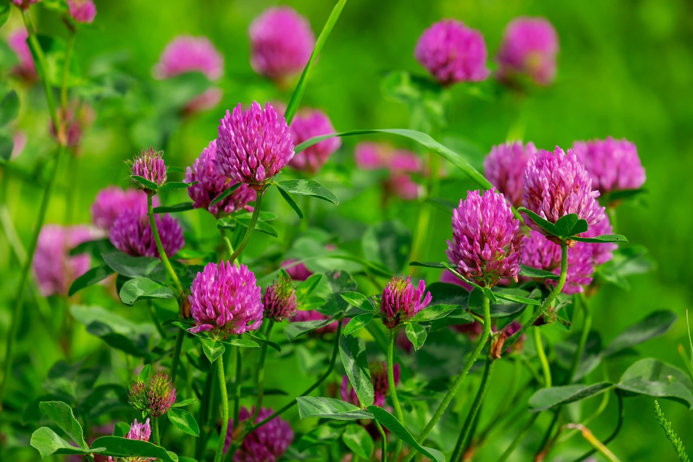 A close up of red clover flowers that are actually pink in color, growing in a garden.